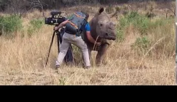 Una hembra de rinoceronte pide a un camarógrafo que le rasque la barriga