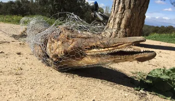 Un misterioso hallazgo: el cadáver de un delfín en el mayor parque de Madrid