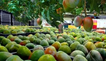 EEUU prohíbe entrada de frutas desde RD a su territorio