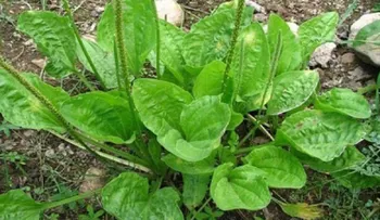 Esta planta podría cambiar la salud de todo el mundo y nadie lo sabe. ¡ATENCIÃ"N!