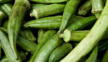 Agua de molondrón (okra) para tratar la diabetes tipo 2