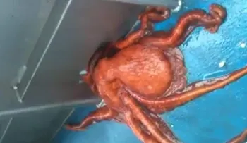 La increíble fuga de un pulpo gigante por un pequeño agujero