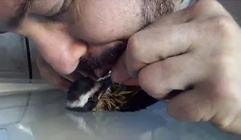 Un guardia reanima con un masaje cardíaco a un loro electrocutado en Brasil