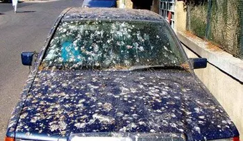 Excremento de pajaro deshabilita 25 mil semaforos