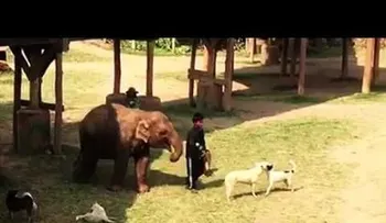 Elefante bebé persigue a hombre por una sandía