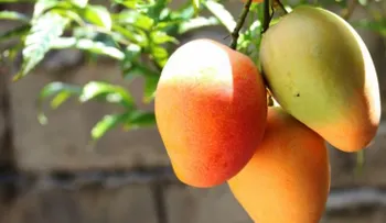 Los venezolanos han perdido 11 kg por crisis alimentaria; el mango alivia un poco la situación 