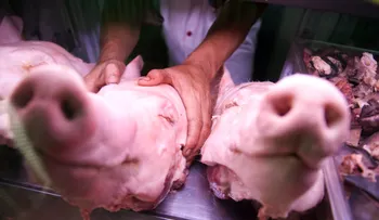 ¿Dónde está el pernil? Los venezolanos también expresan sus críticas con memes