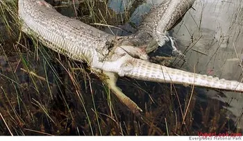 INCREIBLE: Serpiente devora a un cocodrilo como si fuera un ratón