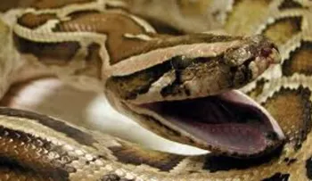 Una pitón de 7 metros se traga a una mujer en Indonesia