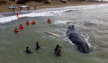 Muere tras ser liberada la ballena jorobada que encalló en Argentina