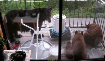 Osezno intenta escurrirse en una casa a través de la puerta del gato