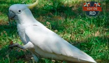 ¿Pueden existir animales zurdos?