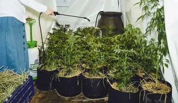Monjas cultivan marihuana y luego la venden por internet