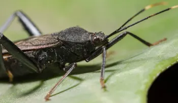 Científicos argentinos crearon una exitosa vacuna contra la enfermedad de Chagas