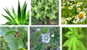 Pierde peso de la noche a la mañana, con estas plantas medicinales