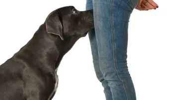 Dejarás de avergonzarte: ¿Por qué los perros huelen nuestras partes privadas 