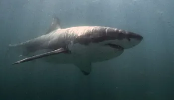 Acusan a los tiburones blancos de comerse los tiburones más grandes del mundo