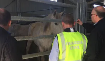 Desmantelan en España una red que comerciaba con carne de caballo