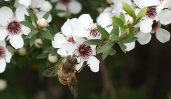 La famosa miel de Manuka y todo lo que debe saber de ese increíble alimento 