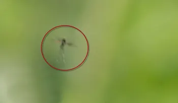 Esta foto demuestra que las hadas existen