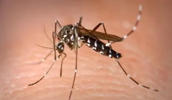 ¿Por qué eres un imán de mosquitos?