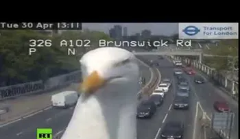Gaviotas arruinan una grabación del tráfico y se vuelven virales