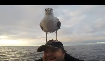 Amor a primera vista: Una gaviota se posa sobre su cabeza y no quiere irse