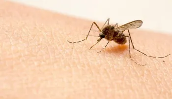 Zika, Chicunguya o Dengue, ¿Cuál es más peligroso?