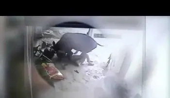 Una vaca salva la vida de su dueña que era agredida por un hombre (VIDEO)