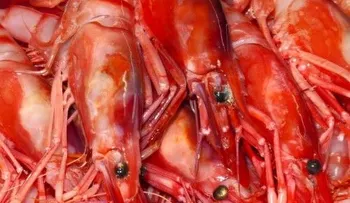 ¡Ojo con las gambas demasiado rojas!