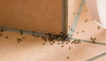 Cinco remedios para hacer desaparecer las plagas
