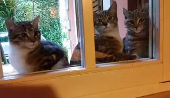Los belgas responden a la alerta de terrorista en Bruselas inundando Twitter con fotos de gatos