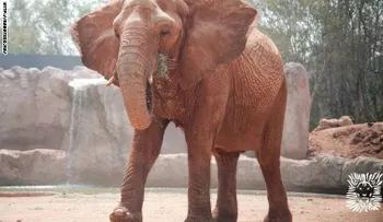 Niña muere por pedrada de elefante en zoológico de Marruecos