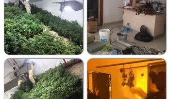 Desmantelan vivero de marihuana en Verón; apresan dos extranjeros