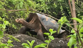 Tortugas gigantes regresan a una isla de Galápagos tras un siglo de ausencia