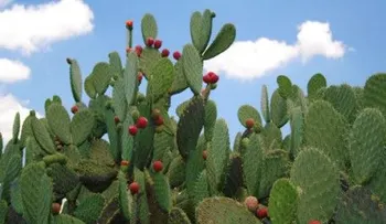 Propiedades medicinales de la Tuna o Nopal