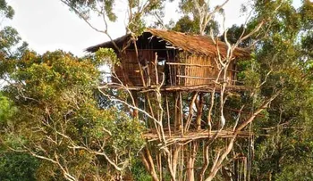Los Korowai: una increíble tribu de ingenieros, que construye edificios en los árboles