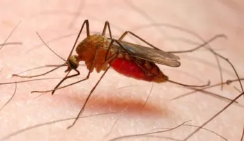  La OPS premia proyectos contra la malaria de República Dominicana, Brasil y Haití 