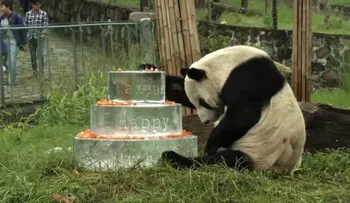 Muere Pan Pan, el panda que ayudó a salvar a su especie