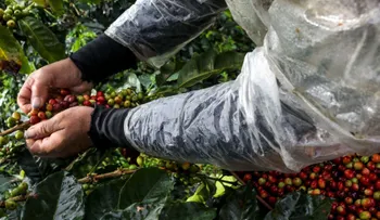 Si el café sigue adquiriendo popularidad, ¿por qué los productores ganan cada vez menos?