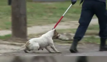 Niño de cuatro años muere tras ser atacado por perros pit bull