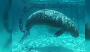 Buzos denuncian a un pescador que mantiene a animales amarrados en jaulas submarinas