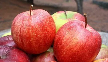 La cáscara de manzana, útil para bajar de peso