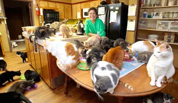 Esta reina de los gatos: Vive con 1.100 felinos y gasta millones de dólares para alimentarlos