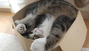 Gata enviada por correo postal sobrevive 8 días en una caja