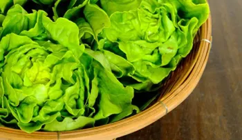 La lechuga disminuye el colesterol y ayuda a bajar de peso: Otras razones para tenerla como tu amiga 