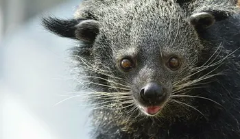 Conoce el extraño animal que huele a palomitas de maiz