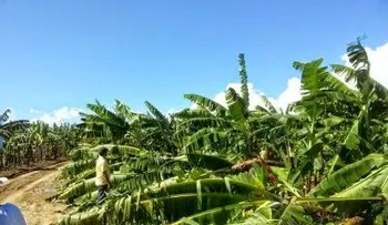Ventarrón y lluvias causan daños en la agricultura de Valverde