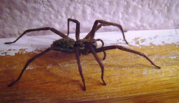 "¡Te voy a matar!": Policía responde tras amenazas de muerte... contra enorme araña