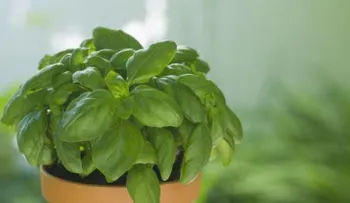 Consejos para cultivar plantas aromáticas en su hogar